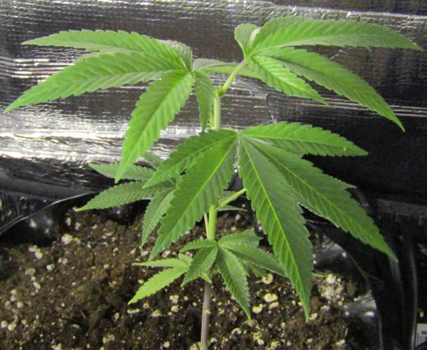 Teufels Plätzchen ! USA Genetics 2026. Week 6