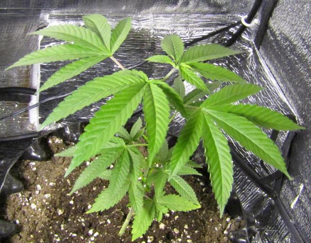 Teufels Plätzchen ! USA Genetics 2026. Week 6