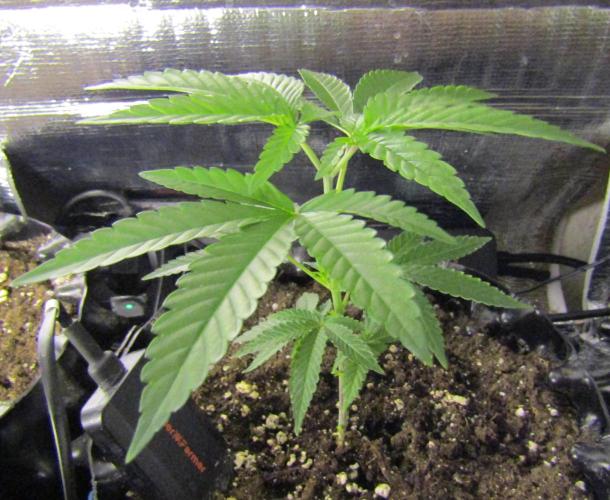 Teufels Plätzchen ! USA Genetics 2026. Week 6