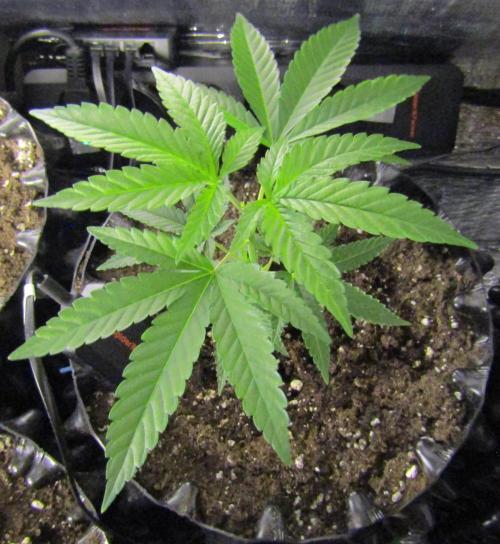 Teufels Plätzchen ! USA Genetics 2026. Week 6