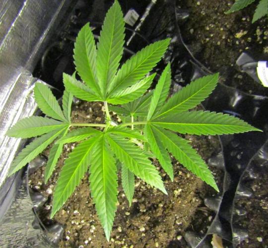 Teufels Plätzchen ! USA Genetics 2026. Week 6