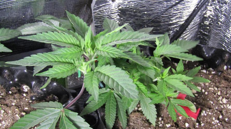 Teufels Plätzchen ! USA Genetics 2026. Week 7