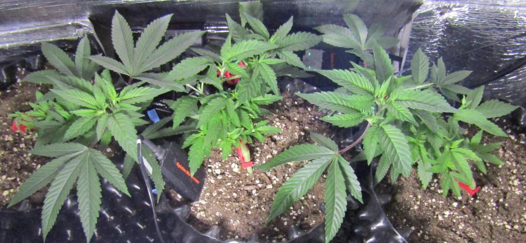Teufels Plätzchen ! USA Genetics 2026. Week 7