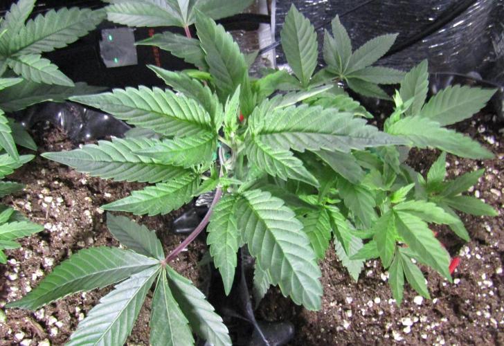Teufels Plätzchen ! USA Genetics 2026. Week 7