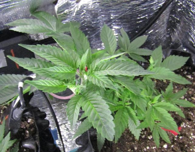 Teufels Plätzchen ! USA Genetics 2026. Week 7