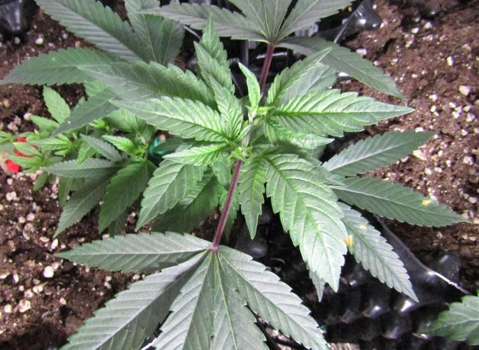 Teufels Plätzchen ! USA Genetics 2026. Week 7
