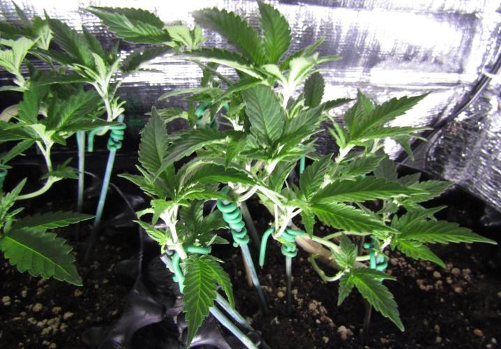 Teufels Plätzchen ! USA Genetics 2026. Week 8