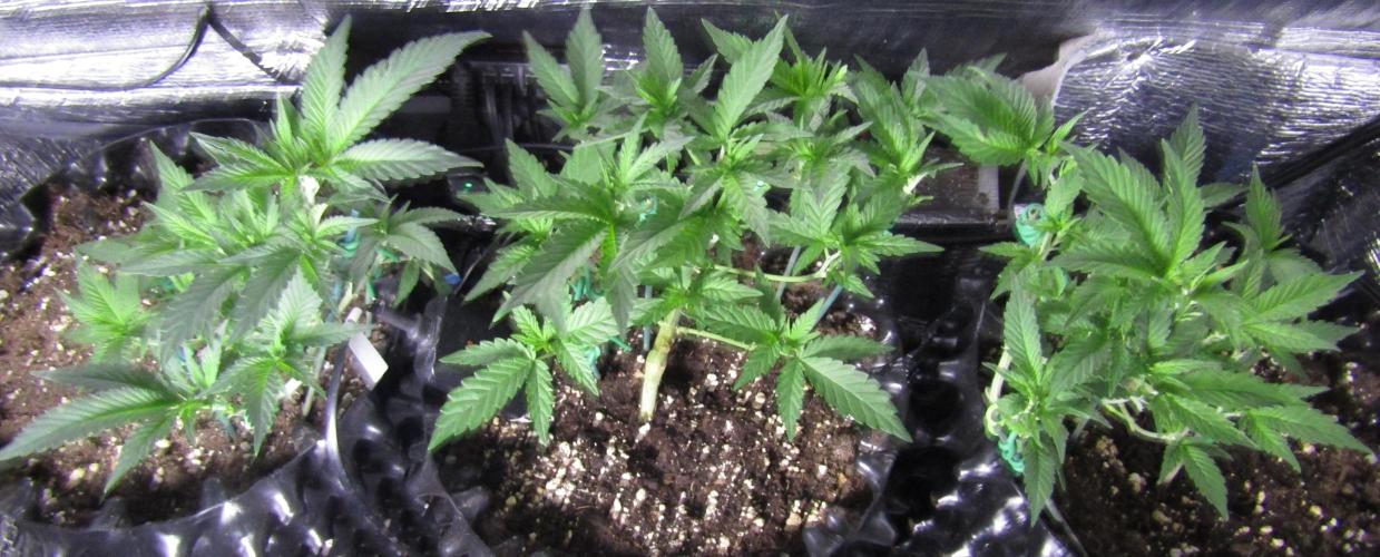 Teufels Plätzchen ! USA Genetics 2026. Week 8