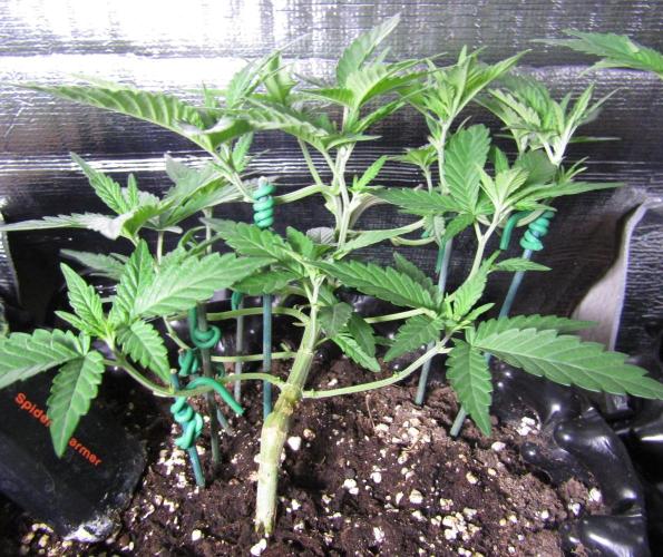 Teufels Plätzchen ! USA Genetics 2026. Week 8