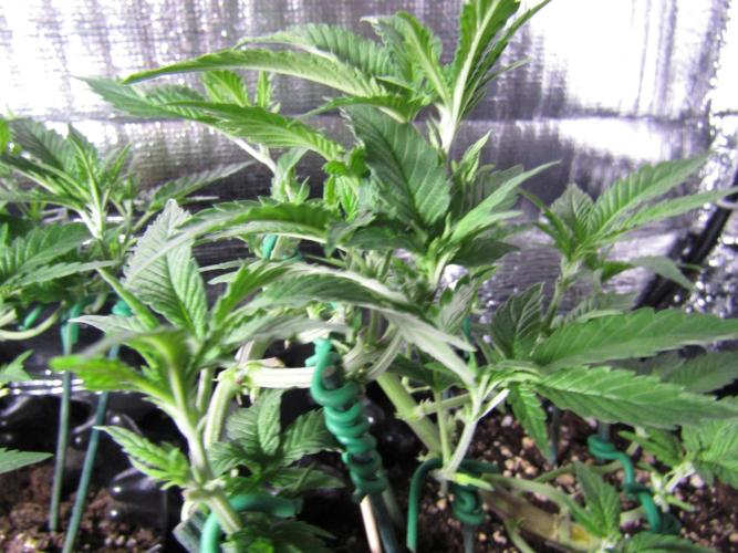 Teufels Plätzchen ! USA Genetics 2026. Week 8