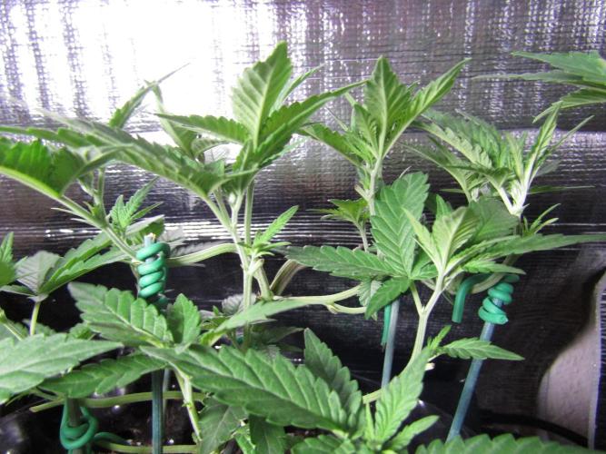 Teufels Plätzchen ! USA Genetics 2026. Week 8