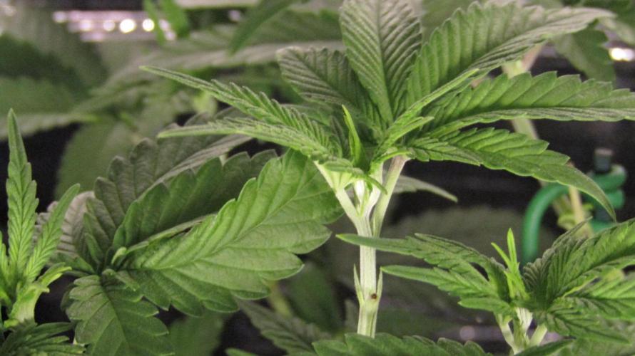 Teufels Plätzchen ! USA Genetics 2026. Week 9