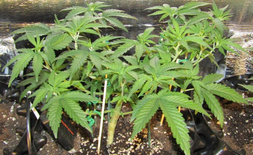 Teufels Plätzchen ! USA Genetics 2026. Week 9