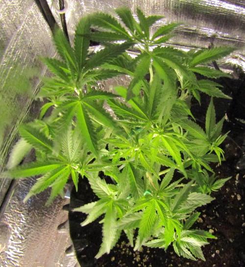 Teufels Plätzchen ! USA Genetics 2026. Week 9