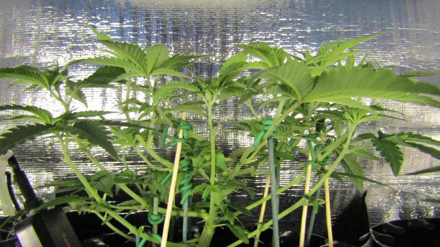 Teufels Plätzchen ! USA Genetics 2026. Week 9