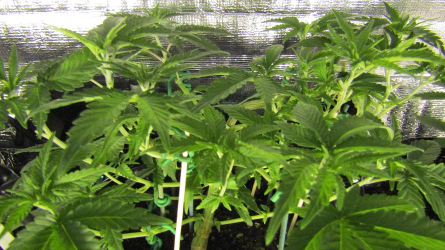 Teufels Plätzchen ! USA Genetics 2026. Week 9