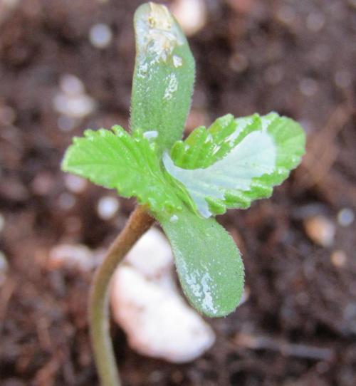 Fast Buds Outdoor 2026 -Guava RF3 Auto. Week 0