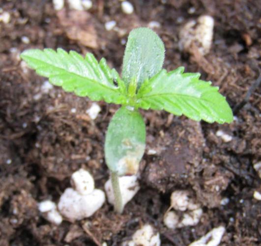 Fast Buds Outdoor 2026 -Guava RF3 Auto. Week 0