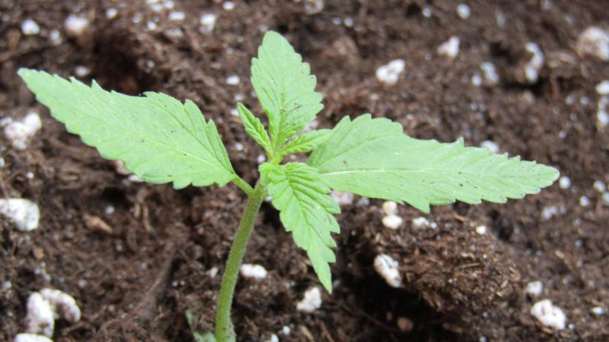 Fast Buds Outdoor 2026 -Guava RF3 Auto. Week 0