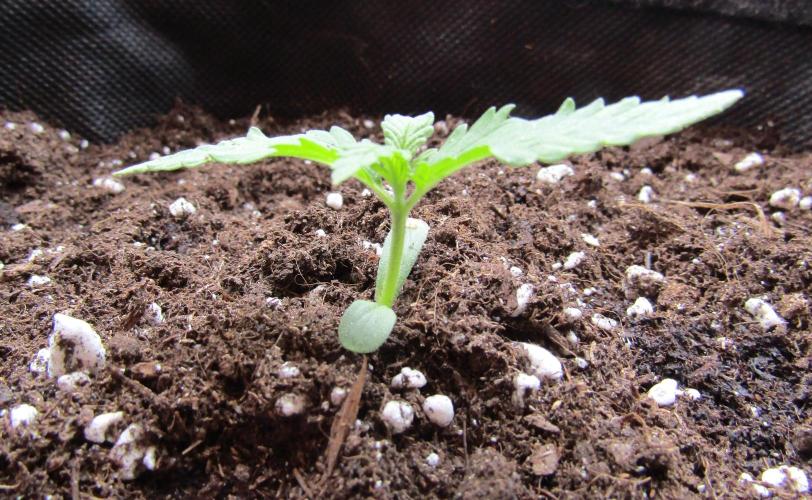 Fast Buds Outdoor 2026 -Guava RF3 Auto. Week 0
