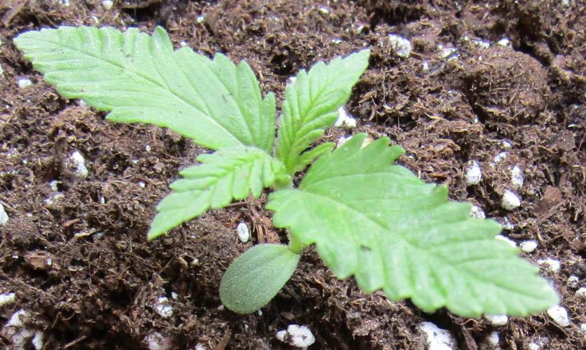 Fast Buds Outdoor 2026 -Guava RF3 Auto. Week 0