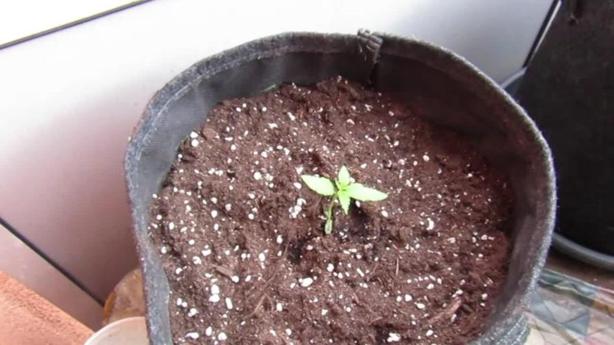 Fast Buds Outdoor 2026 -Guava RF3 Auto