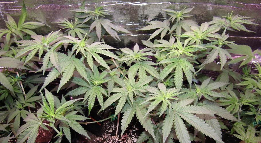 Teufels Plätzchen ! USA Genetics 2026. Week 10