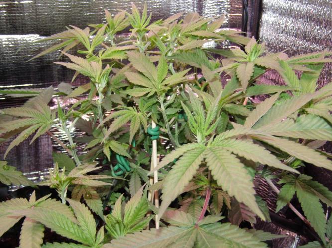 Teufels Plätzchen ! USA Genetics 2026. Week 10
