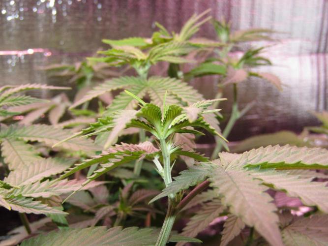 Teufels Plätzchen ! USA Genetics 2026. Week 10