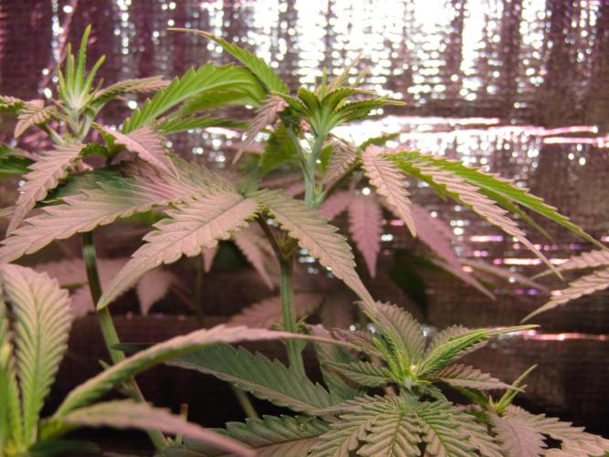 Teufels Plätzchen ! USA Genetics 2026. Week 10