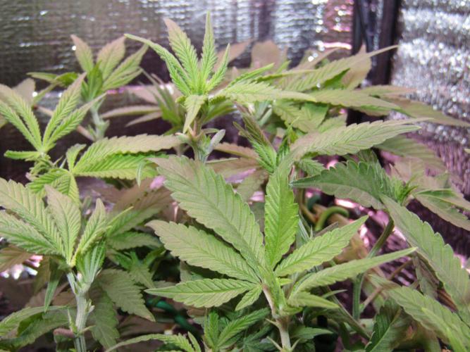 Teufels Plätzchen ! USA Genetics 2026. Week 10
