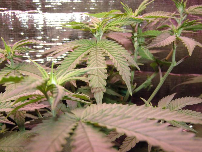 Teufels Plätzchen ! USA Genetics 2026. Week 10