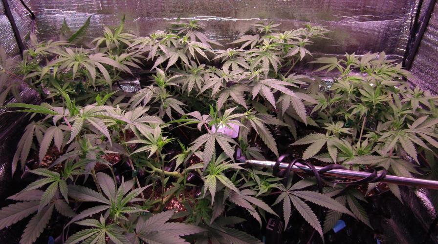 Teufels Plätzchen ! USA Genetics 2026. Week 10