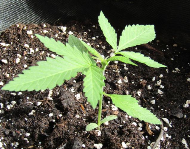 Fast Buds Outdoor 2026 -Guava RF3 Auto. Week 1