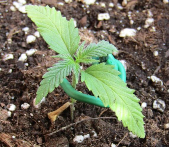 Fast Buds Outdoor 2026 -Guava RF3 Auto. Week 1