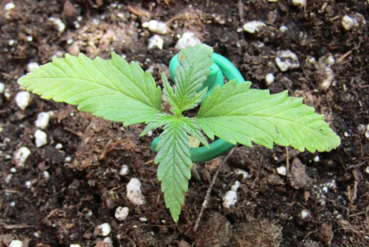 Fast Buds Outdoor 2026 -Guava RF3 Auto. Week 1