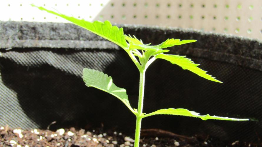 Fast Buds Outdoor 2026 -Guava RF3 Auto. Week 1