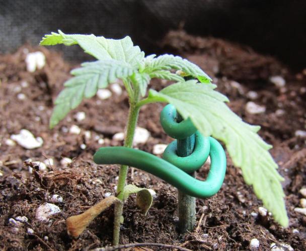 Fast Buds Outdoor 2026 -Guava RF3 Auto. Week 1