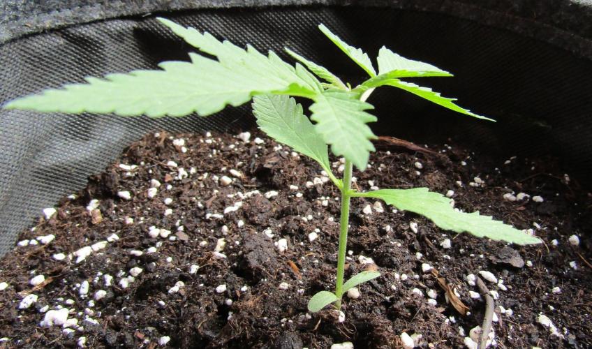 Fast Buds Outdoor 2026 -Guava RF3 Auto. Week 1