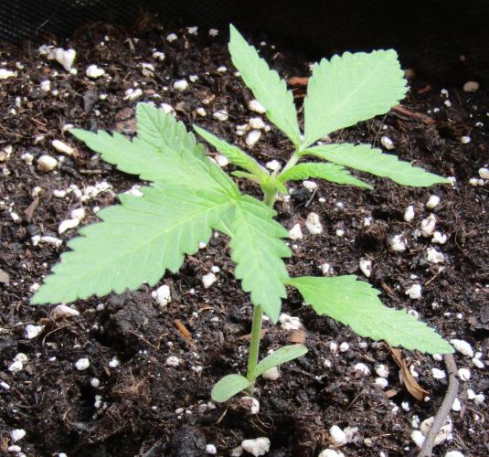 Fast Buds Outdoor 2026 -Guava RF3 Auto. Week 1