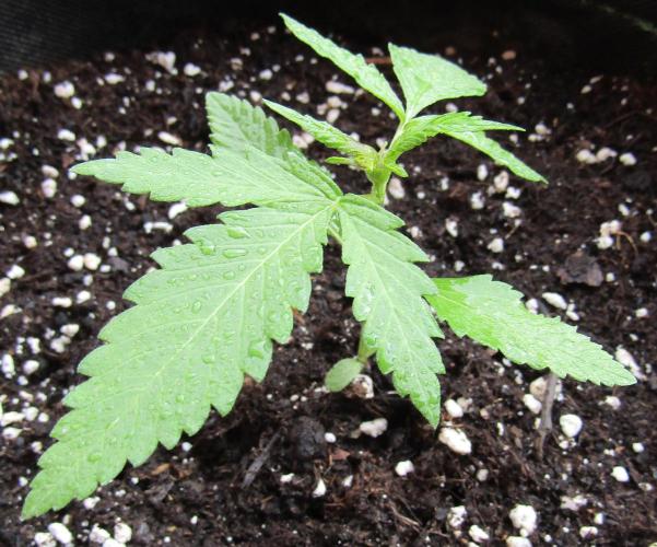 Fast Buds Outdoor 2026 -Guava RF3 Auto. Week 1