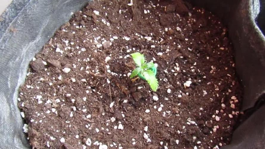 Fast Buds Outdoor 2026 -Guava RF3 Auto