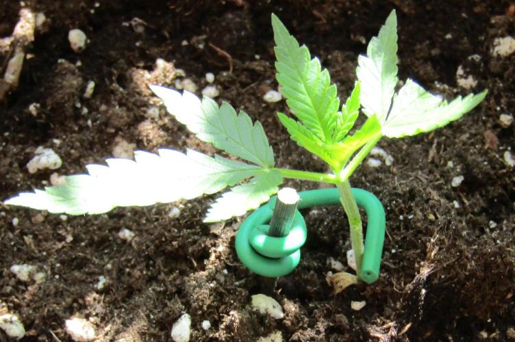 Fast Buds Outdoor 2026 -Guava RF3 Auto. Week 2