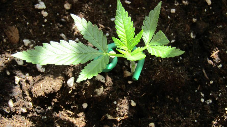 Fast Buds Outdoor 2026 -Guava RF3 Auto. Week 2