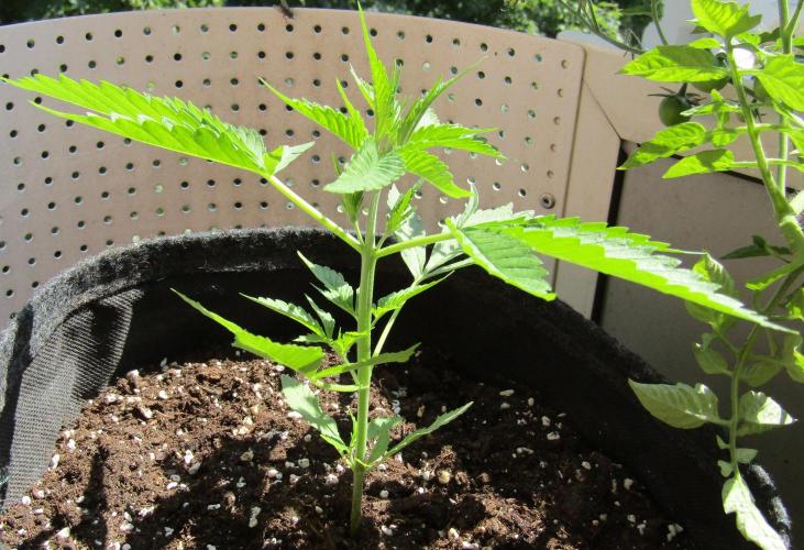 Fast Buds Outdoor 2026 -Guava RF3 Auto. Week 2