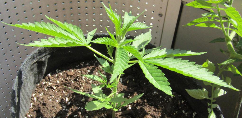 Fast Buds Outdoor 2026 -Guava RF3 Auto. Week 2