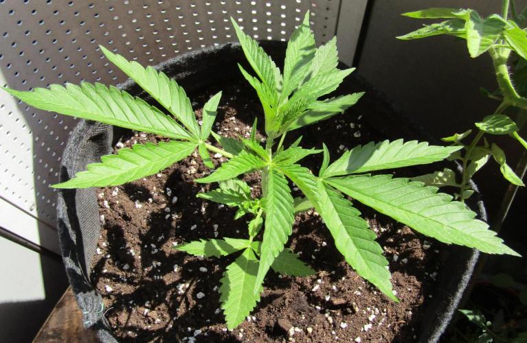 Fast Buds Outdoor 2026 -Guava RF3 Auto. Week 2
