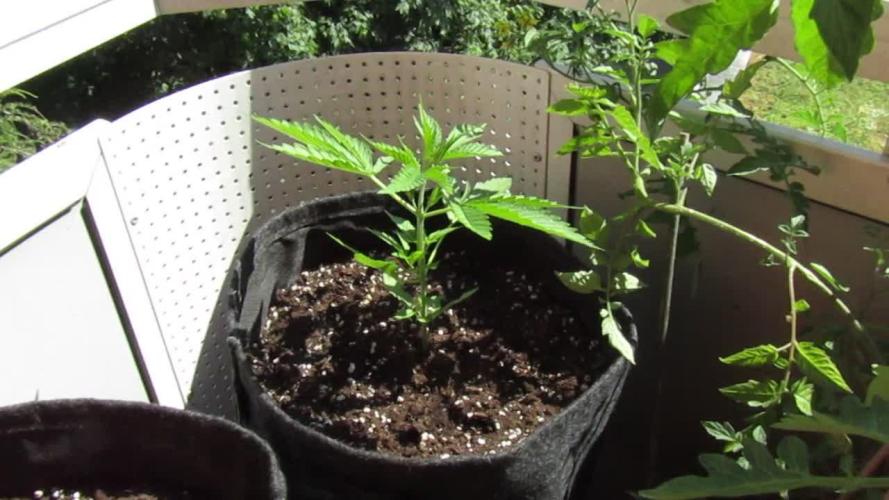 Fast Buds Outdoor 2026 -Guava RF3 Auto
