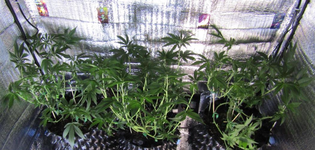 Teufels Plätzchen ! USA Genetics 2026. Week 11