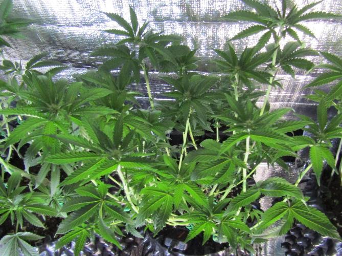 Teufels Plätzchen ! USA Genetics 2026. Week 11